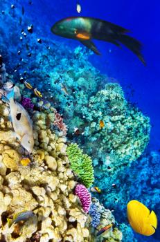 Coral and fish in the Red Sea. Egypt, Africa