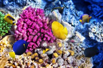 Coral and fish in the Red Sea. Egypt, Africa