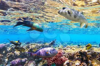 Coral and fish in the Red Sea. Egypt, Africa