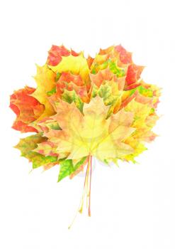 Heap of perfect Autumn Leaf over white. Isolated over white