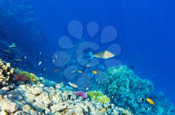 Coral and fish in the Red Sea.Egypt