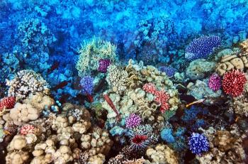 Coral and fish in the Red Sea. Egypt, Africa