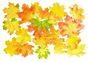 Background, wallpaper-perfect autumn leaf over white. Isolated