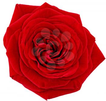 Beautiful single red  rose flower. Isolated 