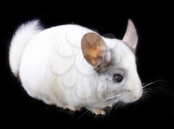 White ebonite chinchilla on black background.