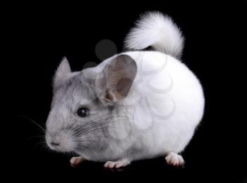 White ebonite chinchilla on black background.