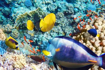 Coral and fish in the Red Sea. Egypt, Africa