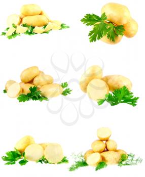Collection(set) of young potatoes, decorating of parsley . Isolated over white