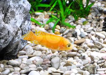 Aquarium Fish dwarf Cichlid-Aulonocara(Aulonocara sp. Orchidea Red)