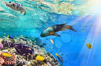 Coral and fish in the Red Sea.Egypt