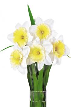 Beautiful spring flowers in vase: yellow-white narcissus (Daffodil). Isolated over white. 