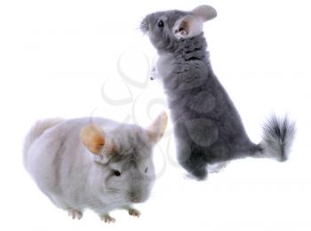 Couple of gray ebonite chinchilla on white background. Isolataed