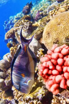 Coral and fish in the Red Sea.Fish-surgeon