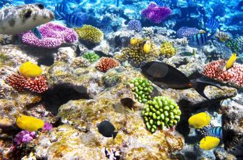 Coral and fish in the Red Sea. Egypt, Africa