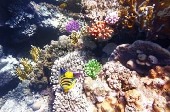 Coral and fish in the Red Sea.Angel fish.Egypt