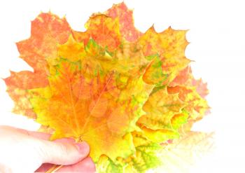 Heap of perfect Autumn Leaf over white. Isolated over white