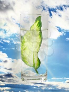 Ecology -green leaf in glass of water . Conceptual.