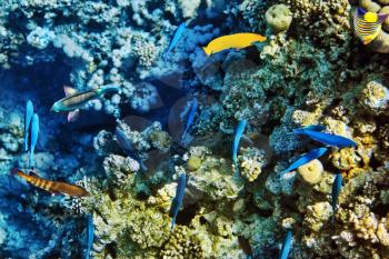 Coral and fish in the Red Sea. Egypt, Africa