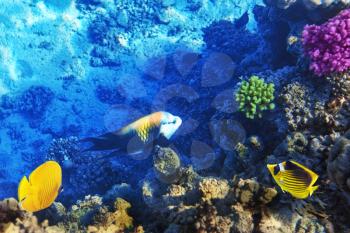 Coral and fish in the Red Sea. Egypt, Africa