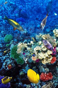 Coral and fish in the Red Sea. Egypt, Africa