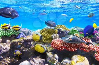 Coral and fish in the Red Sea.Egypt