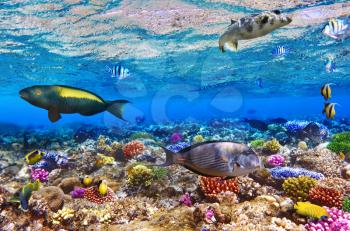 Coral and fish in the Red Sea.Egypt