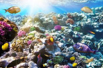 Coral and fish in the Red Sea. Egypt, Africa