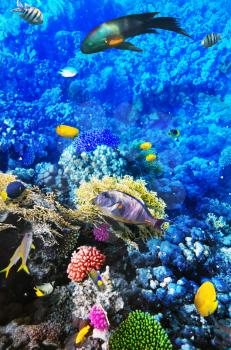 Coral and fish in the Red Sea. Egypt, Africa