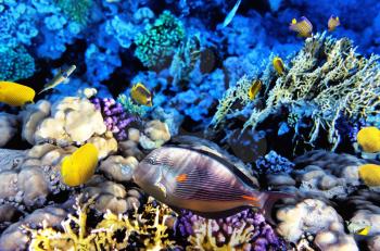 Coral and Fish-surgeon  in the Red Sea. Egypt, Africa