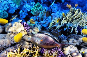 Coral and Fish-surgeon  in the Red Sea. Egypt, Africa