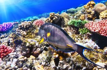 Coral and Fish-surgeon  in the Red Sea. Egypt, Africa