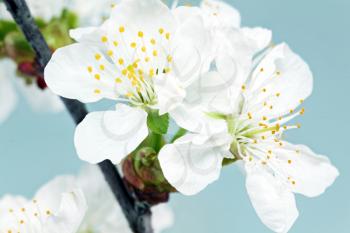 Branch of sprig with blossoms. Isolated on white background