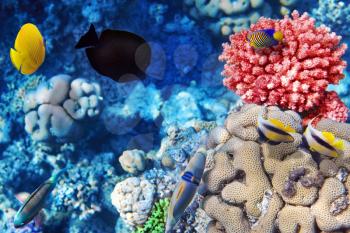 Coral and fish in the Red Sea.Egypt