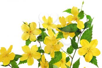 Bouquet Marsh Marigold  Yellow wildflowers in vase isolated on white background .