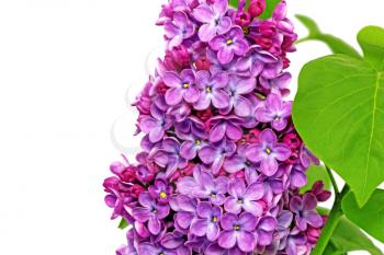 Beautiful   Lilac . Isolated over white.