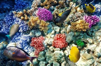 Coral and fish in the Red Sea. Egypt, Africa