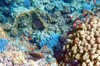 Coral and fish in the Red Sea. Egypt, Africa