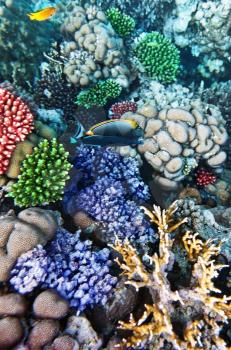 Coral and fish in the Red Sea. Egypt, Africa