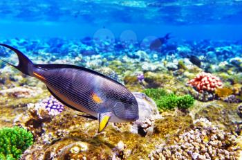 Coral and Fish-surgeon  in the Red Sea. Egypt, Africa