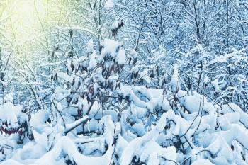 The snow-covered forest  in winter park.