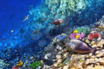 Coral and fish in the Red Sea.Egypt