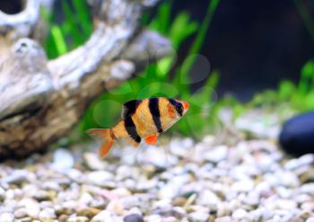 Single aquarium fish-Barbus-five-banded barb. (Barbus pentazona)