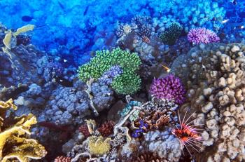 Coral and fish in the Red Sea.Egypt