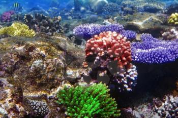 Coral and fish in the Red Sea. Egypt, Africa