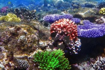 Coral and fish in the Red Sea. Egypt, Africa