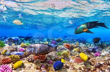 Coral and fish in the Red Sea.Egypt