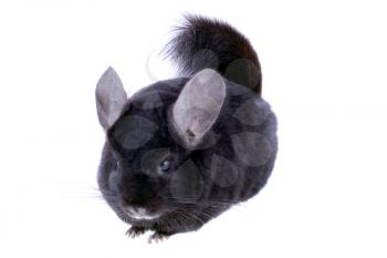 Black ebonite chinchilla on white background. Isolataed