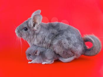 Violet ebonite chinchilla  and baby on white background. Isolated