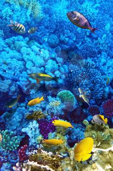 Coral and fish in the Red Sea. Egypt, Africa