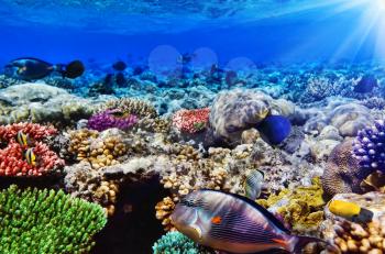 Coral and fish in the Red Sea.Egypt